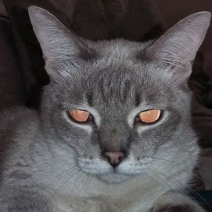 Meet your Posher, Ida